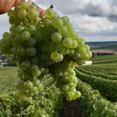 Les Doyennes Brugny-Vaudancourt